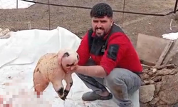 Bitlis'te ölü doğan kuzu, panda yavrusuna benzerliğiyle şaşırttı