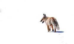 Ahlat kırsalında kızıl tilki objektiflere yansıdı