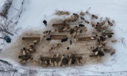 Bitlis’te besicilerin karla mücadelesi: Koyunlar kar üzerinde yemleniyor