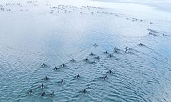 Tepeli ve Elmabaş Patkalar Nazik Gölü’nde görsel şölen sundu