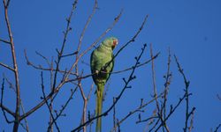 Evcil sanıldı, istilacı tür çıktı: İskender Papağanı Tatvan’da