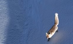 Dron gören tilkinin tepkisi gülümsetti