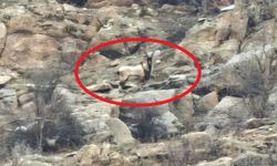 Hizan’da dağ keçileri böyle görüntülendi