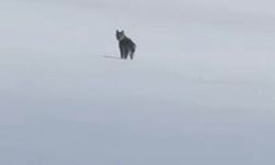 Adilcevaz kırsalında vaşak görüntülendi