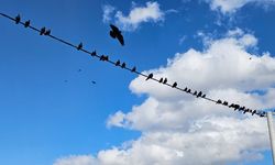 Tatvan’da kargalardan kartpostallık manzara