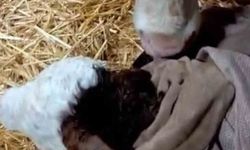 Bayram sabahı doğan buzağı sevinci türkülere yansıdı