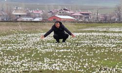 Güroymak’ta kardelenler açtı