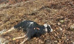 Ağıldan kaçan küçükbaş hayvanlar kurtların hedefi oldu