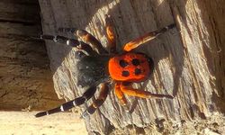 Akdeniz ve Orta Asya'nın nadir türü Elazığ'da görüldü