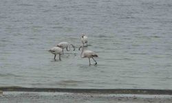 Allı turnalar bu yıl Van'da erken görüldü