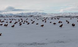 Angut kuşlarının büyüleyici göç yolculuğu