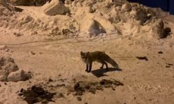 Ardahan’da ilginç dostluk: Kapıya gelen tilkiyi her gün besliyor