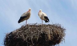 Baharın habercisi leylekler Hasköy'de 18 yuvayı doldurdu