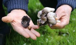 Baharla birlikte gelen tehlike: Yabani mantar tüketimine dikkat