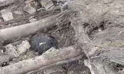 Başkale’de çöken ahırda 20 küçükbaş hayvan enkaz altında kaldı