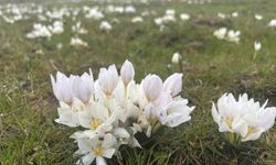 Bingöl'de baharın müjdecisi kardelenler açtı