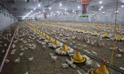 Devletten aldığı destekle ikinci çiftliğini kurdu