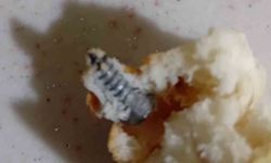 Ekmeğin içinden çıkan vida şaşırttı