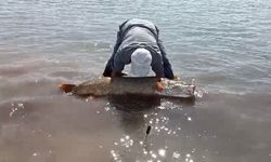 Elazığ’da 65 kiloluk dev turna oltaya takıldı