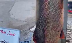 Elazığ’da balıkçıdan dev turna başarısı