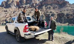 Elazığ’da yaralı yaban keçisine şefkat eli