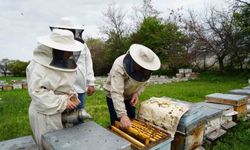 Erzincan’da arılar yeni sezon için hazırlanıyor