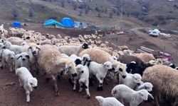 Erzincan'da bahar geldi, koyun ve kuzular buluştu