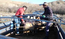 Erzincan'da besicilerin 8 aylık göç yolculuğu başladı