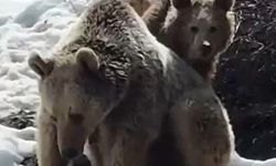 Erzincan’da karın tadını çıkaran ayılar görüntülendi