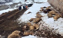 Erzincan'da şüpheli yem zehirlenmesi: 80 koyun telef oldu