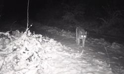 Erzincan'da yaban hayatı fotokapanla kaydedildi