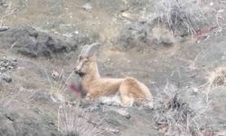 Erzurum'da yaban keçisi kaçak avcıların hedefi oldu