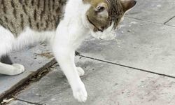 Fareden akıllı hamle: Ölü taklidi yaparak kediden kurtuldu
