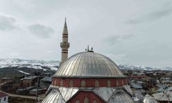 Göçmen leylekler Muş Ovası’nda baharı müjdeliyor