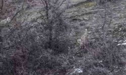 Hasköy'de tilkilerin dron merakı kamerada