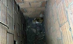 Havalandırma boşluğuna düşen kedi için ekipler seferber oldu