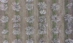 Iğdır Ovası’nda görsel şölen: Kayısı ağaçları çiçek açtı