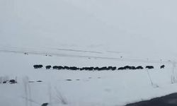 Karlı arazide ilerleyen domuz sürüsü objektife takıldı