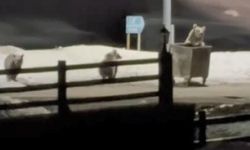 Kars'ta anne ayı ve yavruları çöp konteynırında görüntülendi