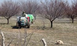 Kayısıda verimi belirleyecek kritik dönem başladı
