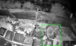 Kış uykusundan kalkan ayıdan kovan saldırısı