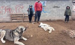 Kuzu telefleriyle ilgili numuneler Erzincan’da analize alındı