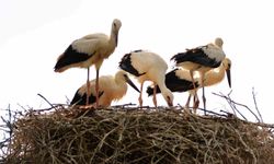 Leyleklerin erken gelişi Erzincan’da baharı müjdeledi