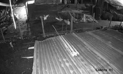 Malatya'da aç kurt paniği, ilk hedefi kümes oldu