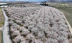 Malatya'da çiçek açan kayısı bahçeleri mest etti