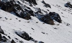 Munzur Dağları’nın karlı zirvelerinde yaban keçileri objektife takıldı