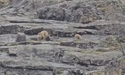Munzur Vadisi’nde sevimli buluşma: Anne ayı ve yavruları kamerada