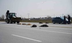 Muş-Bingöl yolunda SUV tipi araç keçi sürüsüne daldı: 10 keçi telef