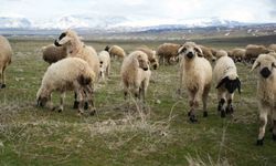 Muş Ovası kuzu sesleriyle yankılandı