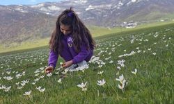 Muş Ovası’nı çiğdemler sardı